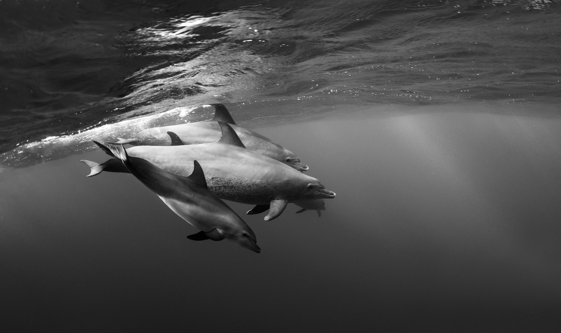 Dolphins--in-Black-and-White