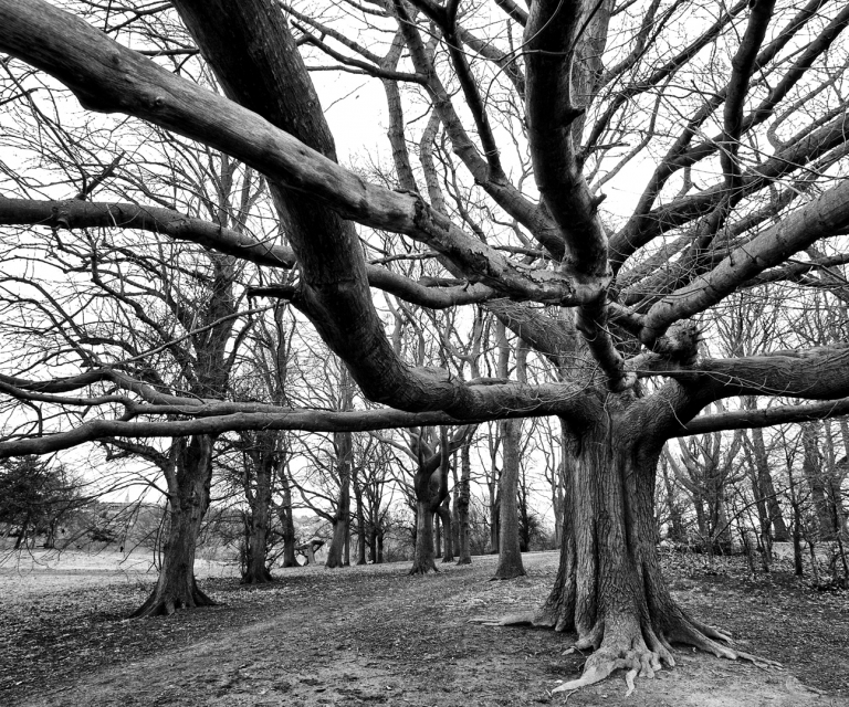 Random Mono