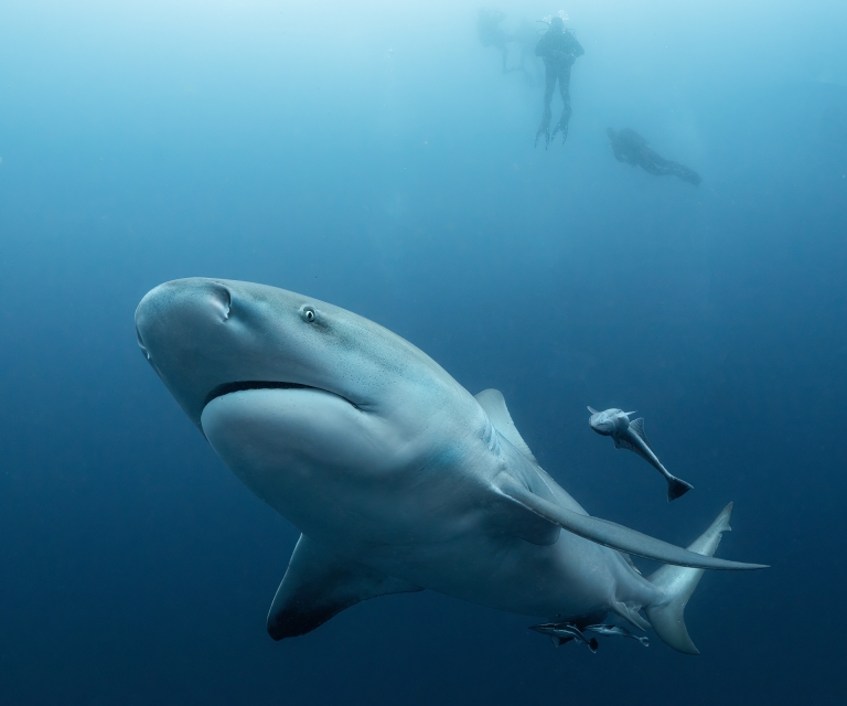 Underwater Colour