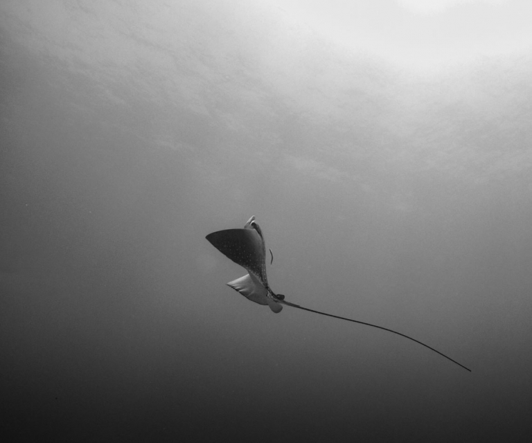 Underwater Mono
