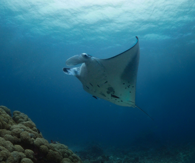 Underwater Colour