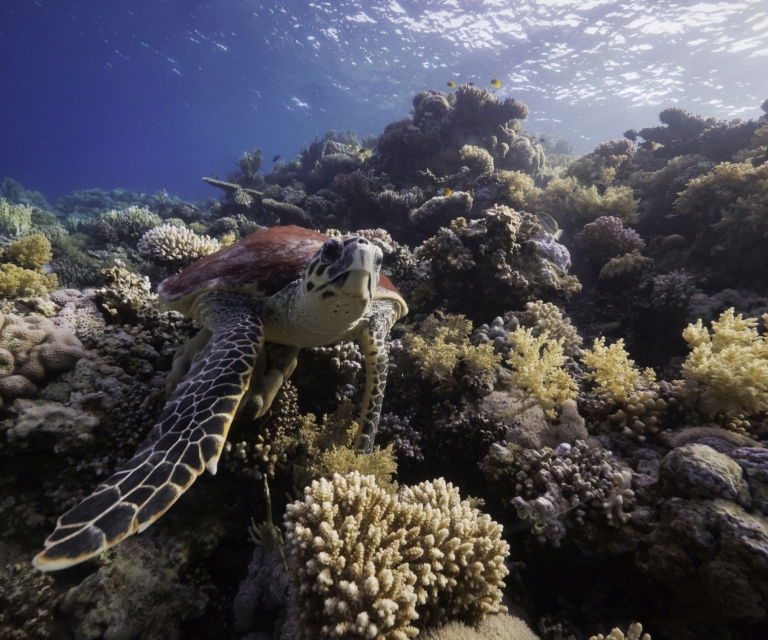 Underwater Colour